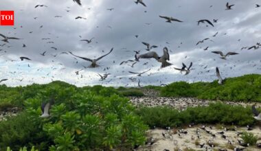 In 1967, Guy Savy and a partner bought a degraded Seychelles island; after restoring nesting habitat, its sooty tern colony rose from under 20,000 pairs to about 700,000