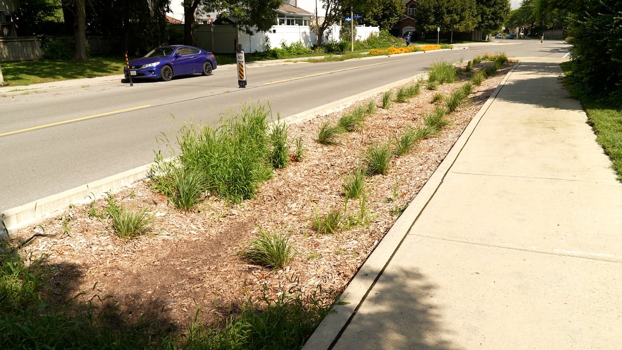 A wide suburban street with curbside rain gardens, a dugout garden with engineered soil and local grasses.