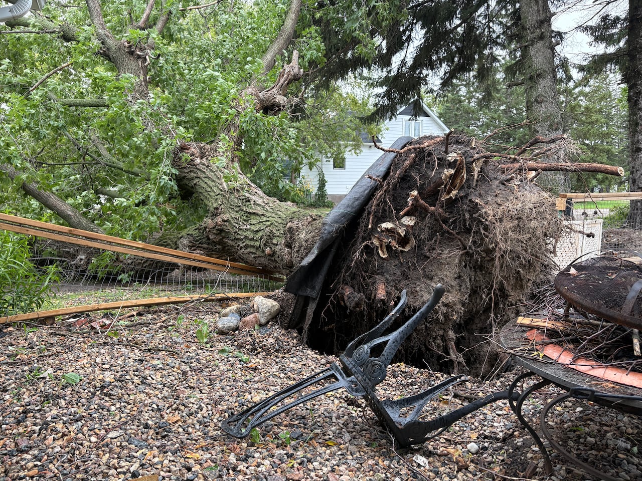 A large tree is uprooted and lying on the ground.