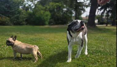 Senior pups find community in South Surrey
