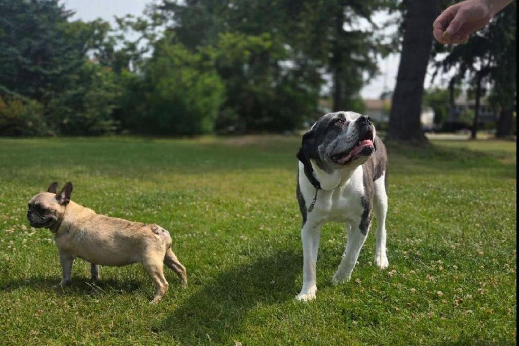 Senior pups find community in South Surrey