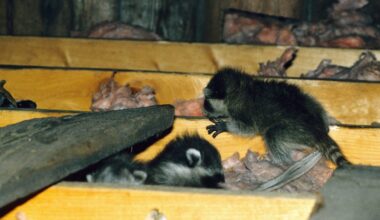 COLUMN: Why relocating nuisance raccoons can be cruel