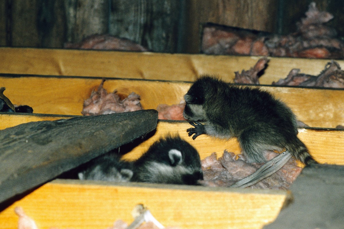 COLUMN: Why relocating nuisance raccoons can be cruel