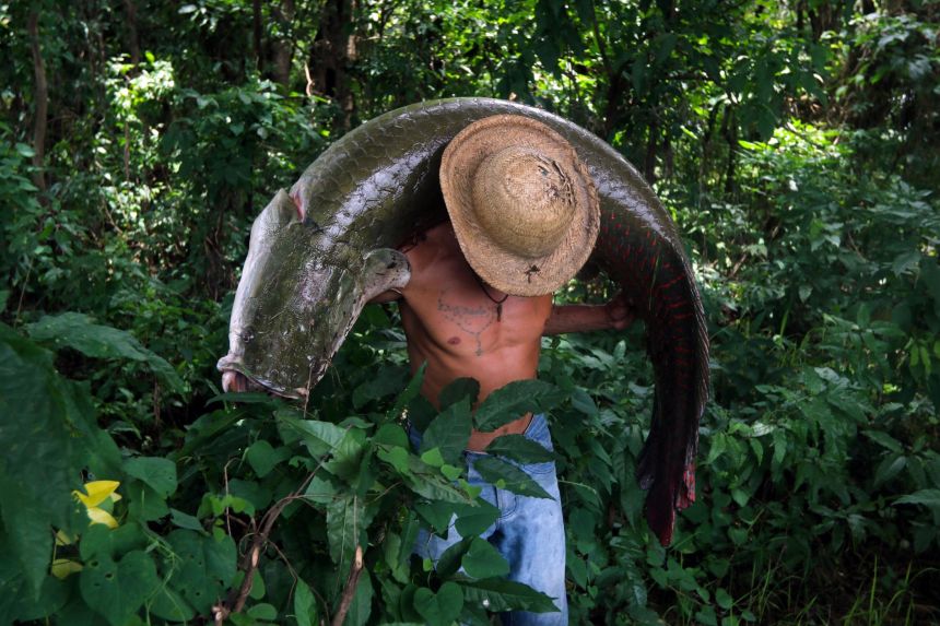 A native to Amazonia's rivers and lakes, the <strong>arapaima gigas</strong> is one of the biggest freshwater fish in the world, measuring an impressive <a href=