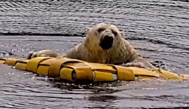 'Amazing': Video captures polar bears turning fire hoses into fun