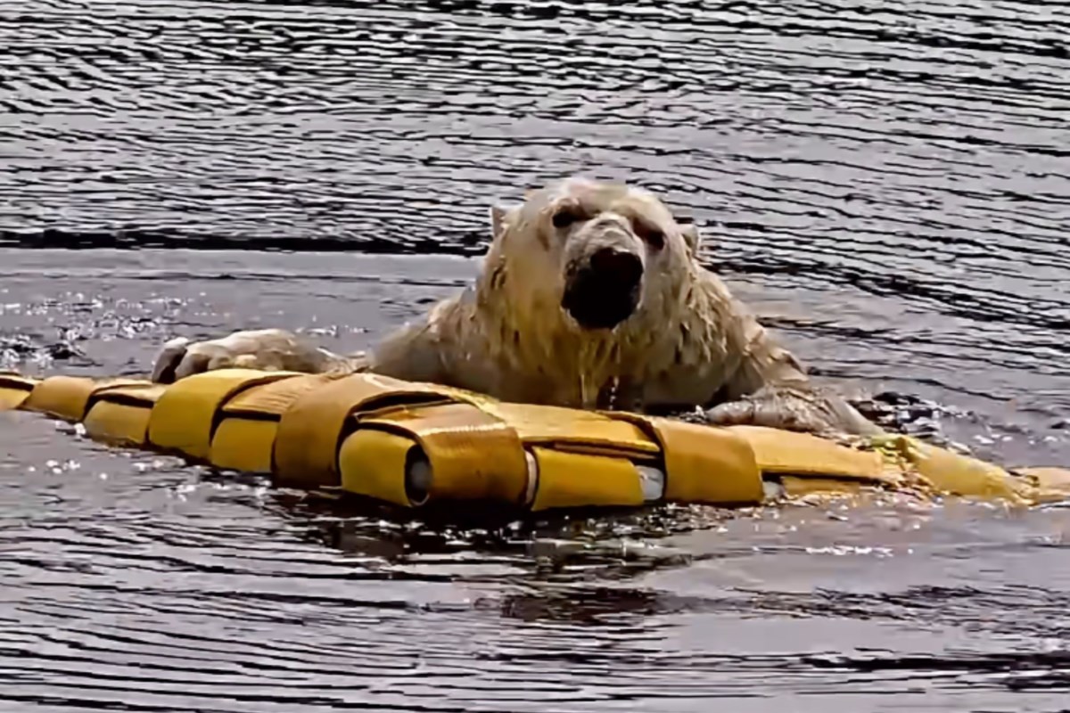 'Amazing': Video captures polar bears turning fire hoses into fun