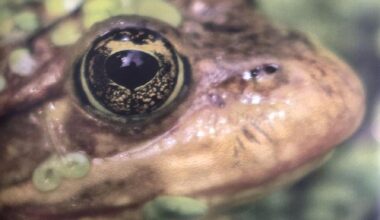 VIDEO: The most endangered frogs in B.C.