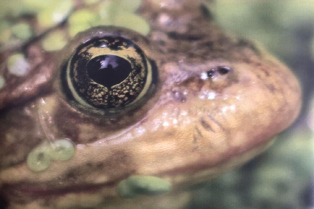 VIDEO: The most endangered frogs in B.C.