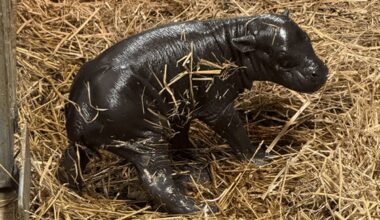 Welcome to the world! Pygmy hippo born at Toronto Zoo