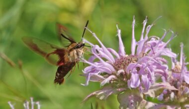 COLUMN: Peak butterfly and dragonfly season takes flight in August