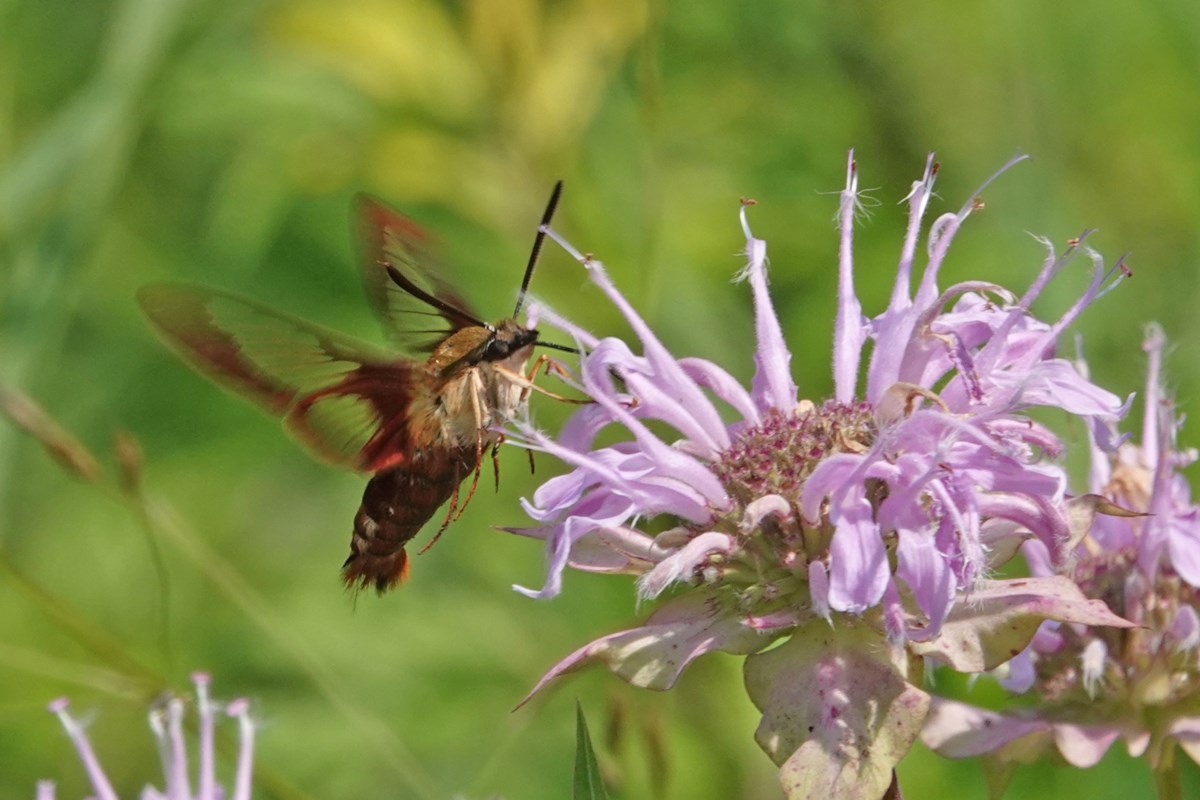 COLUMN: Peak butterfly and dragonfly season takes flight in August