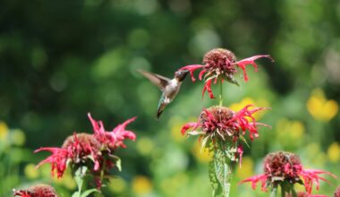 Garden draws pollinators and visitors alike to local sanctuary