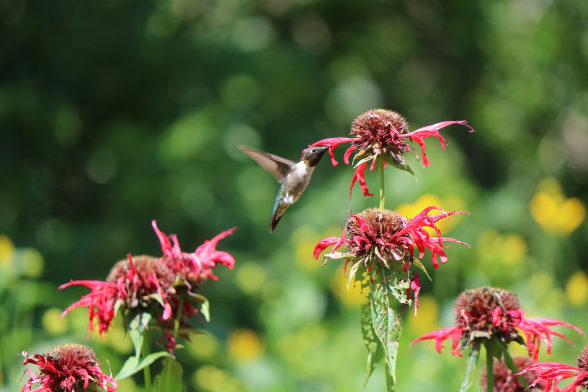 Garden draws pollinators and visitors alike to local sanctuary