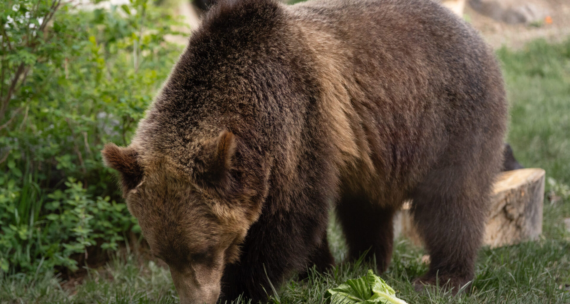 Fitz's freedom foray: brief bear escape at Calgary Zoo