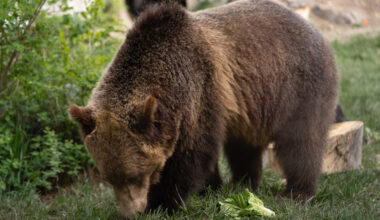 Fitz's freedom foray: brief bear escape at Calgary Zoo