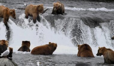 Gloucestershire photographer visits Alaska salmon run