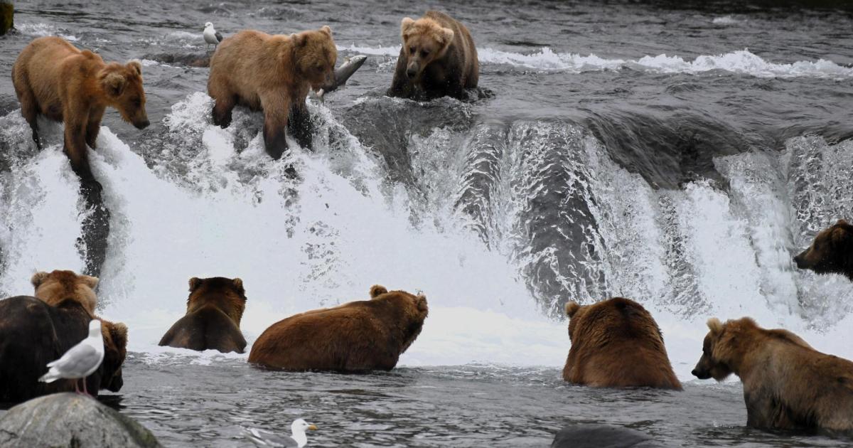 Gloucestershire photographer visits Alaska salmon run