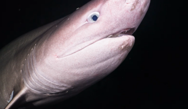 VIDEO: ‘A gentle giant:’ diver captures rare shark encounter near Parksville | NanaimoNewsNOW