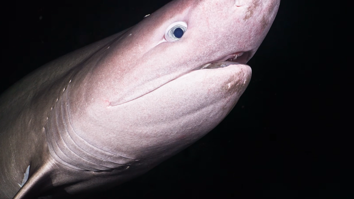 VIDEO: ‘A gentle giant:’ diver captures rare shark encounter near Parksville | NanaimoNewsNOW