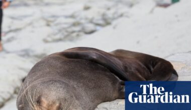 Fur seal’s death marks first Australian mainland mammal fatality from spreading H5 bird flu strain | Bird flu