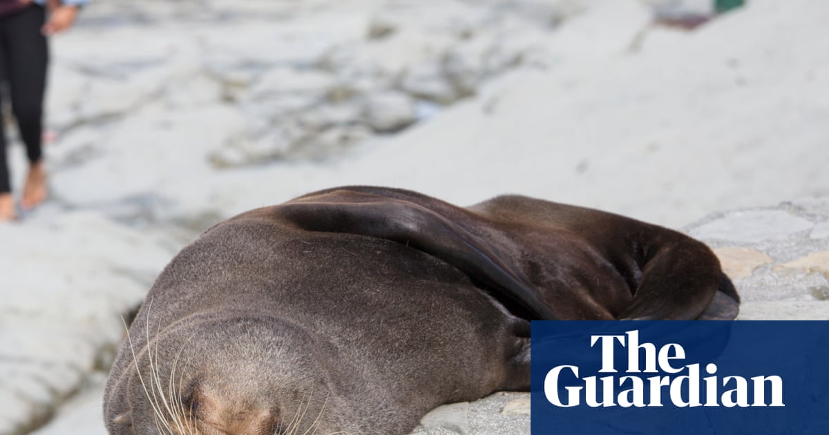 Fur seal’s death marks first Australian mainland mammal fatality from spreading H5 bird flu strain | Bird flu