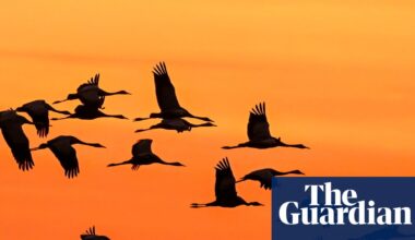 Weatherwatch: Climate crisis fuelling steep fall in migratory bird numbers | Birds