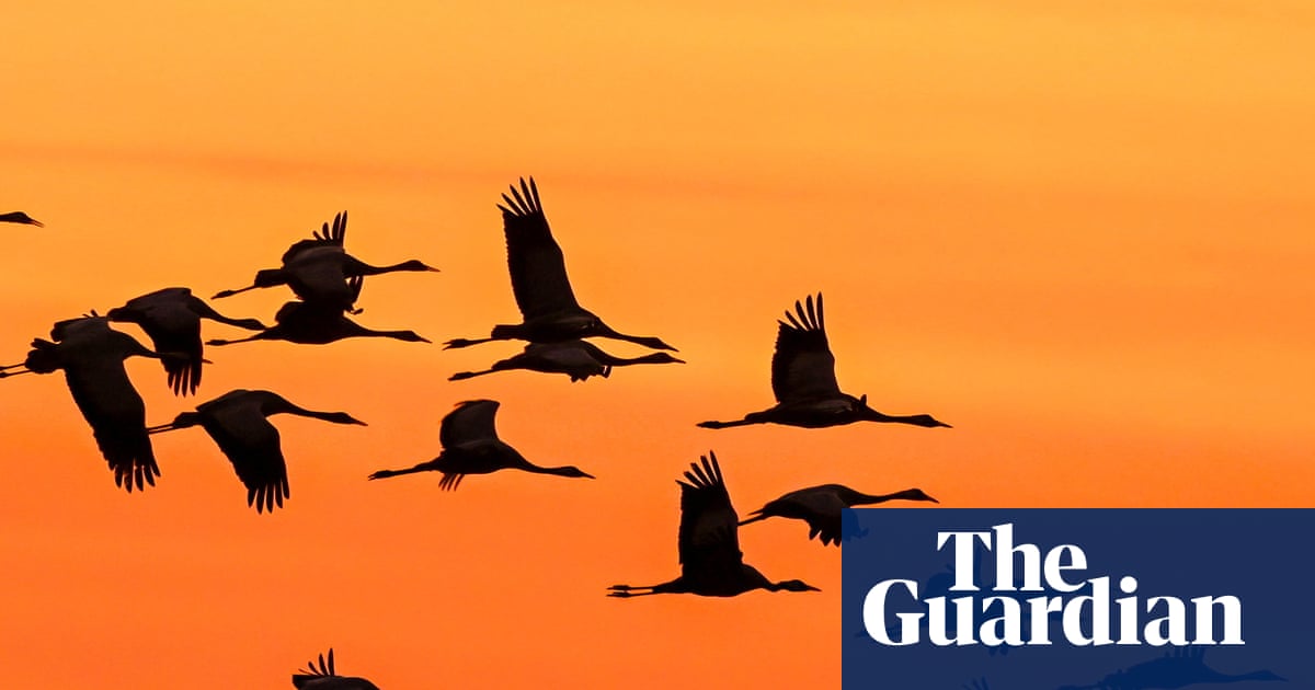 Weatherwatch: Climate crisis fuelling steep fall in migratory bird numbers | Birds