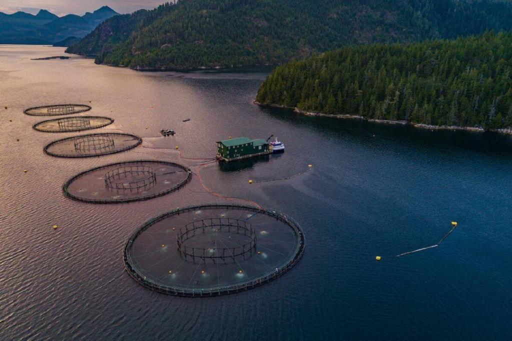Advocates, industry looking for answers on 2029 fish farm ban amid Ottawa’s silence