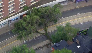 TTC streetcars diverting downtown after downed tree hits wires, blocks road