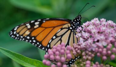 Thousands taking part in monitoring monarch butterflies in North America - CTV News