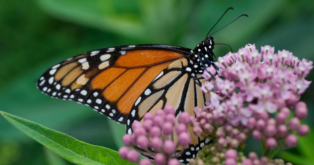 Thousands taking part in monitoring monarch butterflies in North America - CTV News