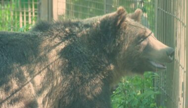 Grizzly bear safely returned after escaping Calgary Zoo habitat