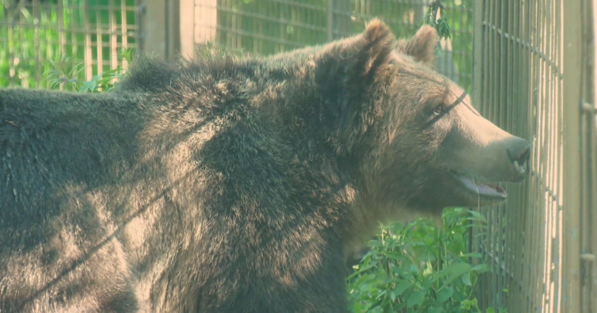 Grizzly bear safely returned after escaping Calgary Zoo habitat