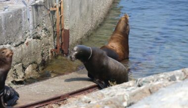 B.C. rescue teams free sea lion with plastic wrapped around neck
