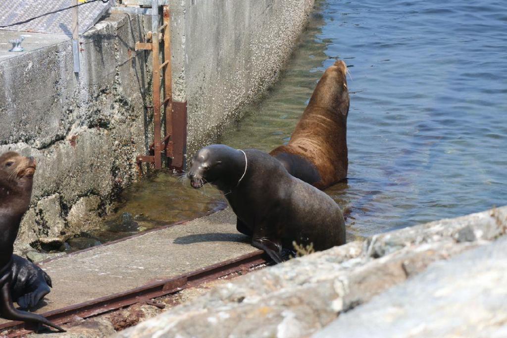 B.C. rescue teams free sea lion with plastic wrapped around neck