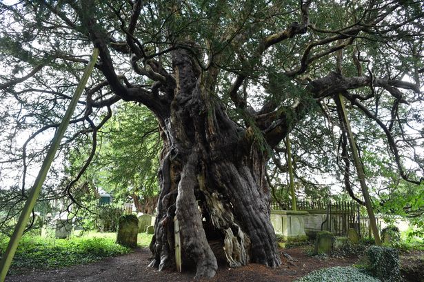 4,000 year old Surrey tree once shot by a cannon shortlisted for British Tree of the Year Award