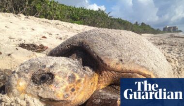 Florida sets record for sea turtle nests but Trump move could stall recovery | Marine life