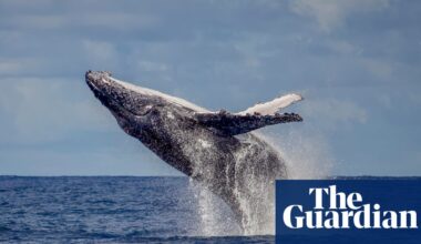 Humpbacks return to Rio: the whales are back from the brink of extinction – but will tourism help or hinder? | Whales