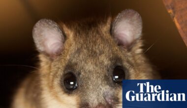 Thursday news quiz: A speeding car, a police faux pas and an app that’s gone too far? | Life and style