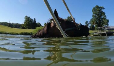 Farm uses water workouts to help racehorses heal