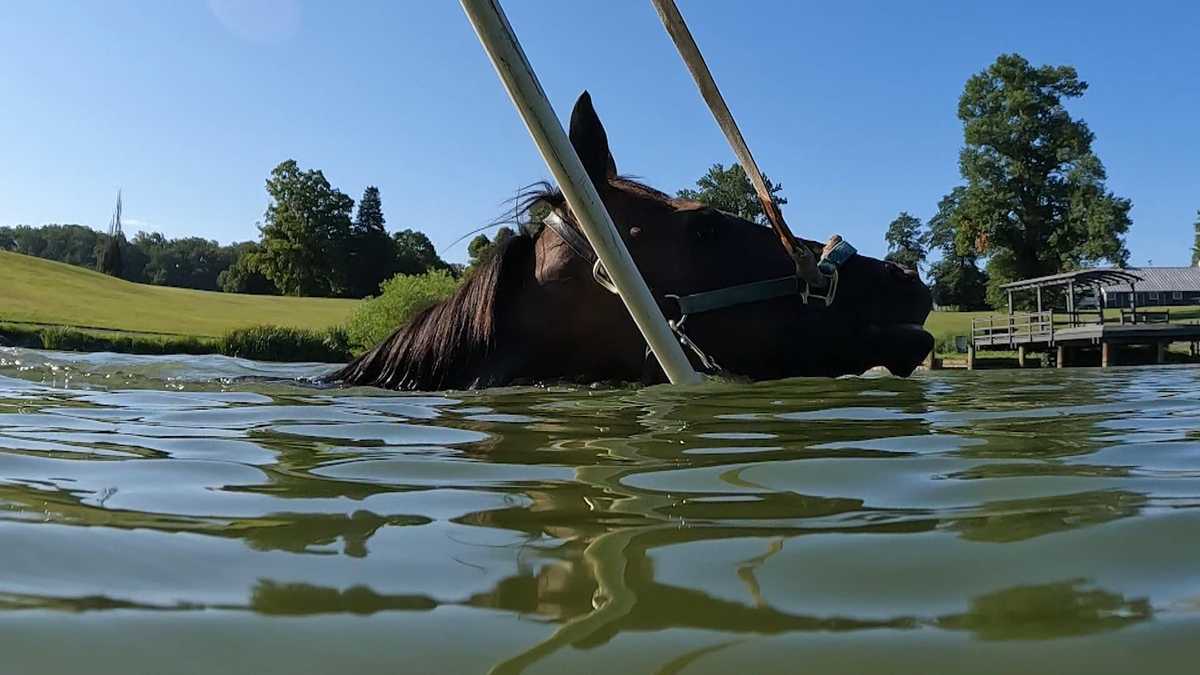 Farm uses water workouts to help racehorses heal