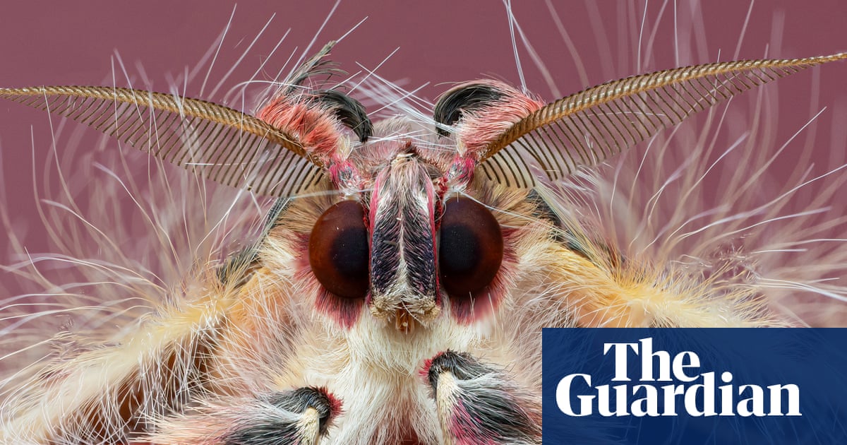 ‘Once I started zooming in, I never stopped’: the mesmerising art of macro photography | Insects