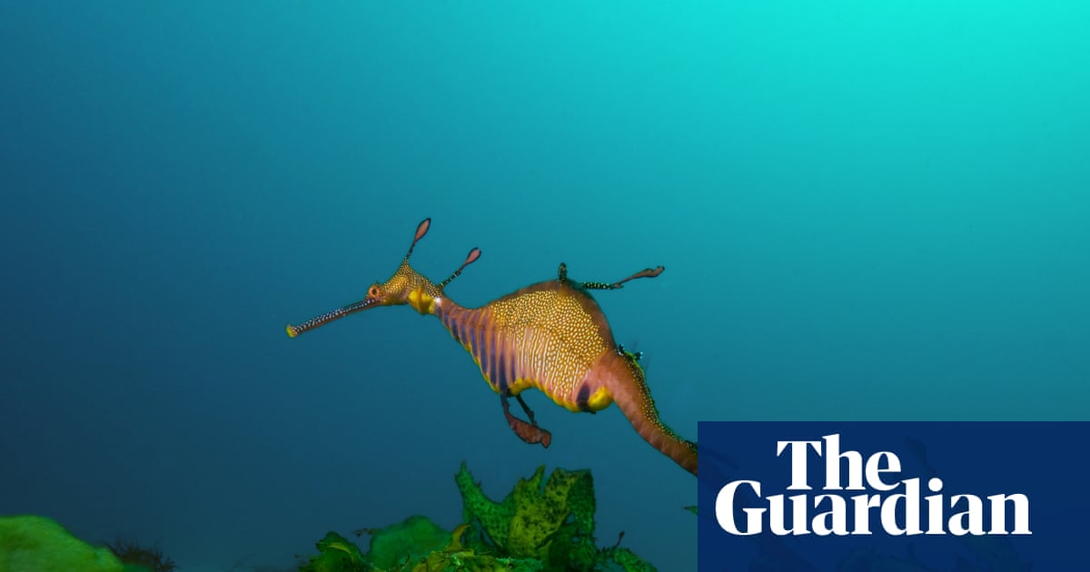 Australia’s marine parks protect ‘places no one goes’ rather than fragile waters near the mainland, scientists say | Environment