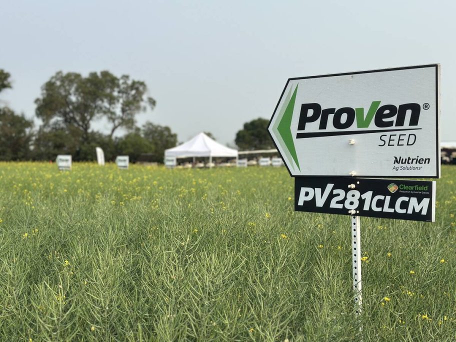 PV 281 CLCM was one of two new Proven Seed canola hybrids highlighted by Nutrien Ag Solutions at Ag in Motion. The Clearfield hybrid features multi-genic clubroot resistance and harvest management flexibility. Photo: Don Norman