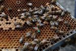 Honeybees crawl on the honeycombs of a frame from a bee hive.