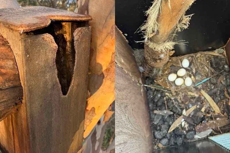 Left: a wooden bird box in a tree outside. Right: looking down into a box with five eggs at the bottom.
