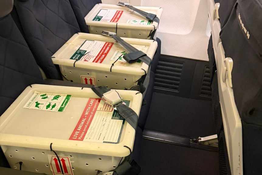 A row of aeroplane seats holds white tubs.