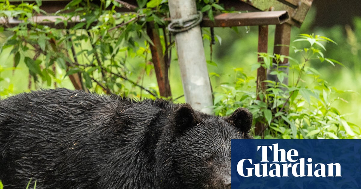 Japan killed 14,000 bears after a rise in deadly attacks on people – but will it work? | Conservation