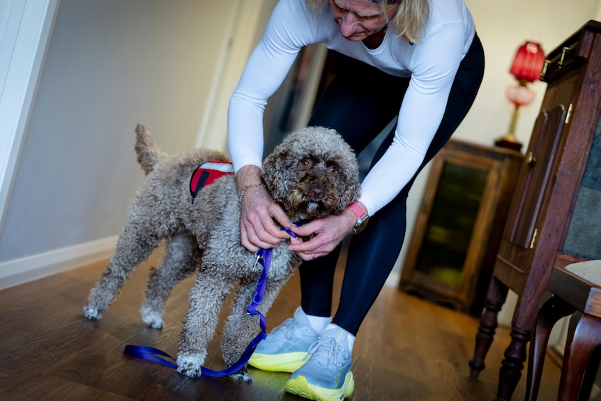 A person putting a lead on a dog.