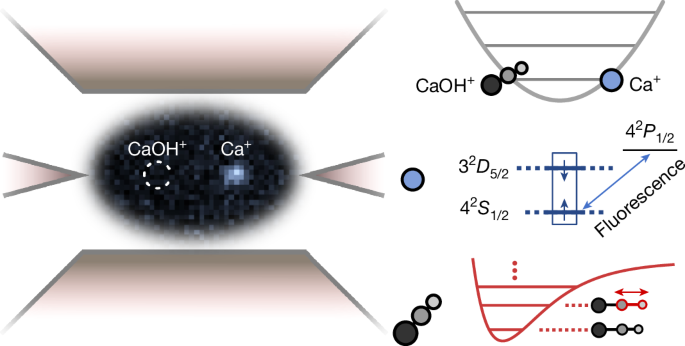 Infrared absorption spectroscopy of a single polyatomic molecular ion